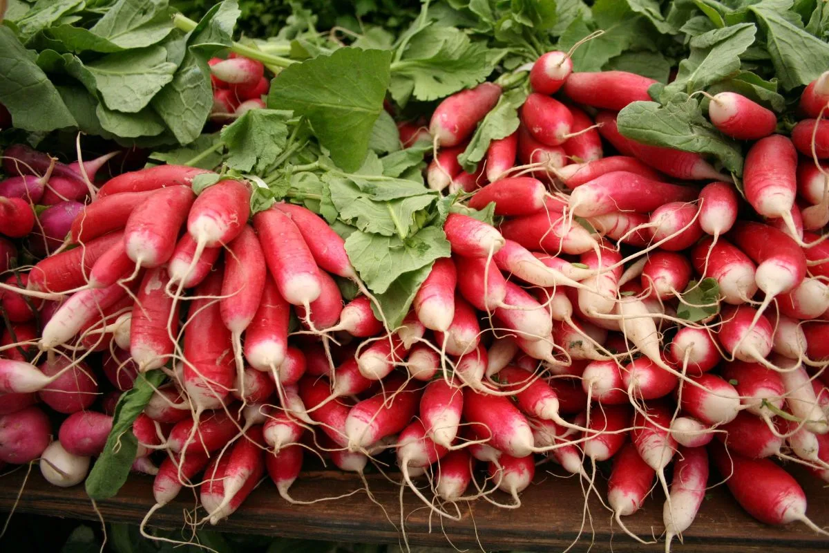 Radishes: Nutritional Benefits and Culinary Uses